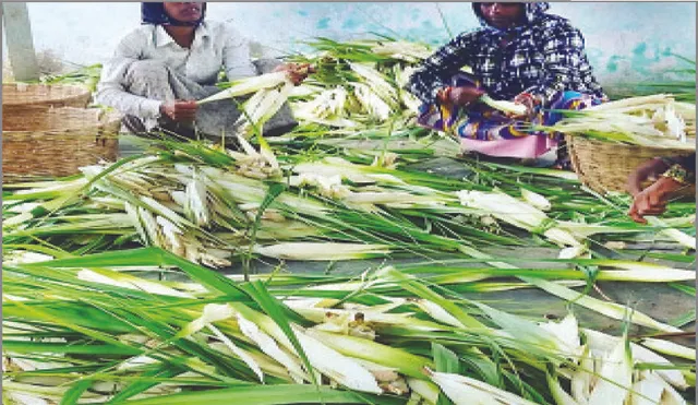 ବିଶ୍ବବଜାରରେ ବଢୁଛି ଗଞ୍ଜାମ କିଆଫୁଲର ଚାହିଦା: ଚାଷୀ ବିକୁଛି ୧୨ ଟଙ୍କାରେ, ତେଲ ଲିଟର ୯ ଲକ୍ଷ