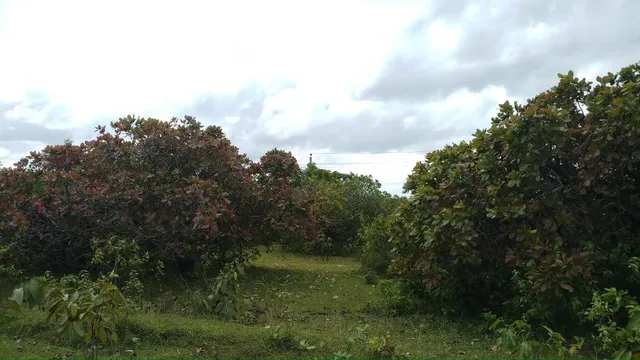 ରାଜ୍ୟ କାଜୁ ଉନ୍ନୟନ ନିଗମ ଡିଭିଜନକୁ ବଂଚାଇ ରଖିଛି ନର୍ସରୀ; ନିଗମ ନାଁରେ ନାହିଁ ଇଞ୍ଚେ ଜମିର ପଟ୍ଟା