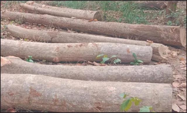 ଆଜି ପୁରୀ ଯିବ ପ୍ରଥମ ରଥକାଠ