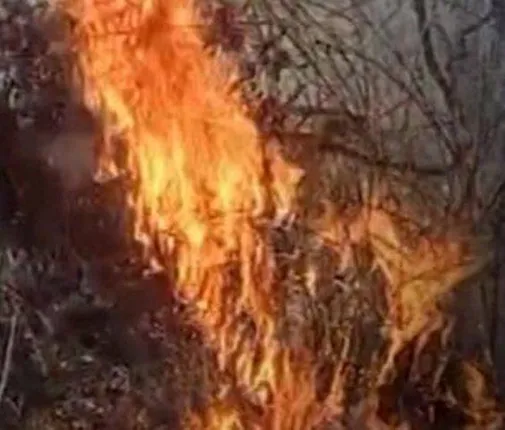 ଉମରକୋଟ ଜଙ୍ଗଲରେ ନିଆଁ: ମୂଲ୍ୟବାନ ଗଛ ପୋଡ଼ି ପାଉଁଶ