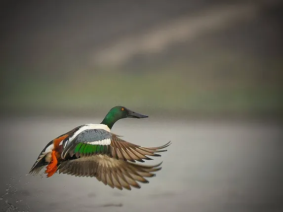 ମଙ୍ଗଳାଯୋଡ଼ିରେ ପ୍ରବାସୀ ବିହଙ୍ଗ ଅତିଥି