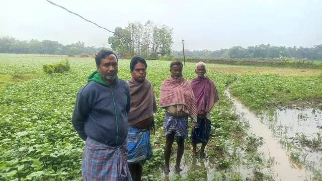 ବର୍ଷାରେ ମୁଗଫସଲ ନଷ୍ଟ