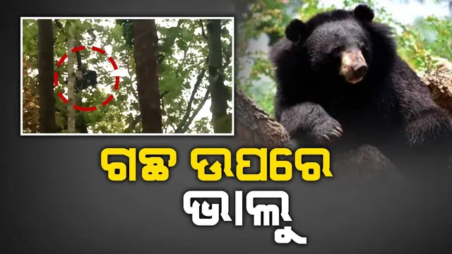 ନାଗାଗୁଡ଼ାରେ ଭାଲୁ ଆତଙ୍କ, ଲୋକେ ଭୟଭୀତ