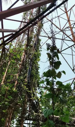 ଲୋକଙ୍କୁ ବିପଦ ପରିତ୍ୟକ୍ତ ଅଚଳ ମୋବାଇଲ ଟାୱାର