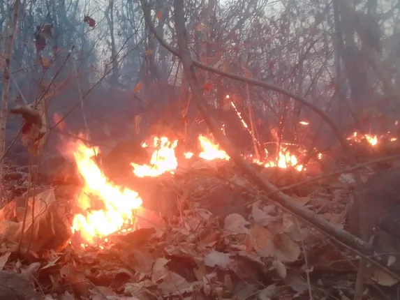 ଜଳୁଛି ଜଙ୍ଗଲ, ନିରବଦ୍ରଷ୍ଟା ବନ ବିଭାଗ