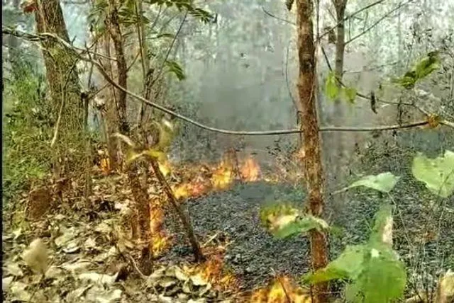 ଜଳୁଛି ଜଙ୍ଗଲ: ଜଙ୍ଗଲ ନିଆଁ ରୋକିବା ନେଇ ସଚେତନ କାର୍ଯ୍ୟକ୍ରମ