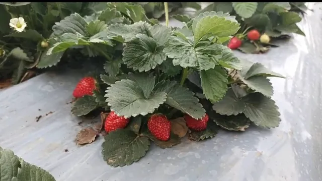 ସରକାରୀ ପ୍ରୋତ୍ସାହନରେ ଷ୍ଟ୍ରବେରି ଚାଷ କରି ଫସିଲେ ଏସ୍‌ଏଚ୍‌ଜି ମହିଳା: ଅଭାବୀ ବିକ୍ରି ଯୋଗୁଁ ଚିନ୍ତାରେ ଚାଷୀ