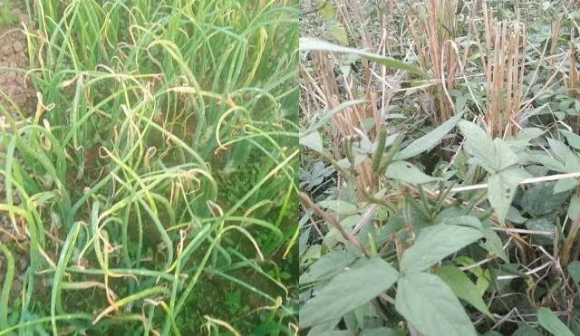 ଅଦିନିଆ ବର୍ଷାରେ ବେହାଲ କଳାହାଣ୍ଡି ଚାଷୀ: ୩୦ରୁ ୪୦ ପ୍ରତିଶତ ପିଆଜ ଚାଷ ନଷ୍ଟ ଆଶଙ୍କା