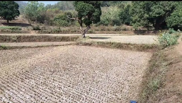 ଚାଷୀଙ୍କ ଦୁଃଖ: ଗ୍ରାମ ନିକଟରେ ଝଞ୍ଜାବତୀ ନଦୀ ବୋହୁଛି, ଜମିରେ ପାଣି ମାଡୁନି