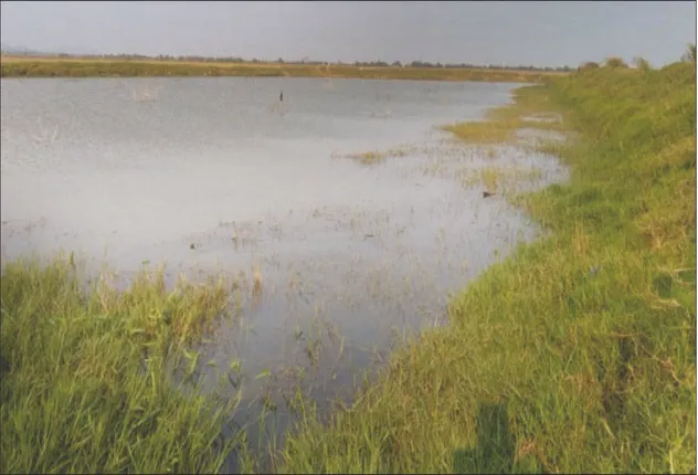 ଚିଲିକାକୁ ବିପଦ ମାଗୁର ଚାଷ: ପୋଖରୀ ଖୋଳି ଚାଷ କରୁଛନ୍ତି ଆନ୍ଧ୍ର ଦଲାଲ