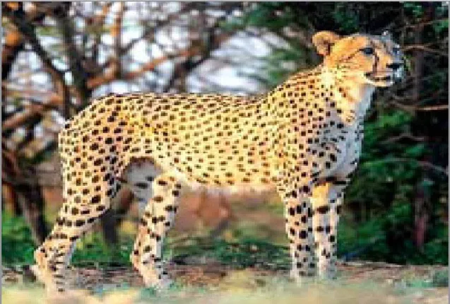 କଳାହାଣ୍ଡି ଜଙ୍ଗଲରୁ ଲୋପପାଉଛି ବାଘ ବଂଶ