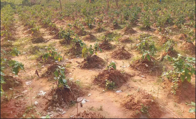 ରାଜଧାନୀ ଜିଲ୍ଲାରେ ପୋଡ଼ୁଚାଷ: ନାଥପୁର ସଂରକ୍ଷିତ ଜଙ୍ଗଲ ପଦା