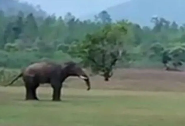 ତାରାସିଙ୍ଗି ରେଞ୍ଜ ଅଞ୍ଚଳରେ ଦନ୍ତା ହାତୀ ଆତଙ୍କ: ବ୍ୟାପକ ଫସଲ ନଷ୍ଟ