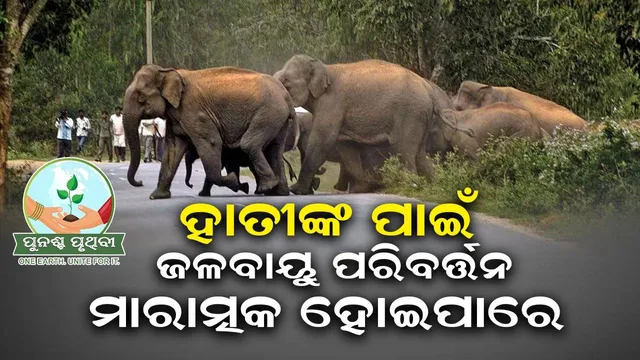 ହାତୀଙ୍କ ପାଇଁ ଜଳବାୟୁ ପରିବର୍ତ୍ତନ ମାରାତ୍ମକ ହୋଇପାରେ: ଅଧ୍ୟୟନ