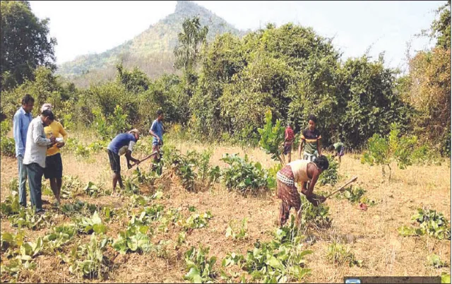 ଚଳିତ ବର୍ଷ ୪ ହଜାର ୨ ଶହ ହେକ୍ଟରରୁ ତୋଳାଯିବ: ୧୫ ଶହ କ୍ବିଣ୍ଟାଲ କେନ୍ଦୁପତ୍ର ସଂଗ୍ରହ ଲକ୍ଷ୍ୟ