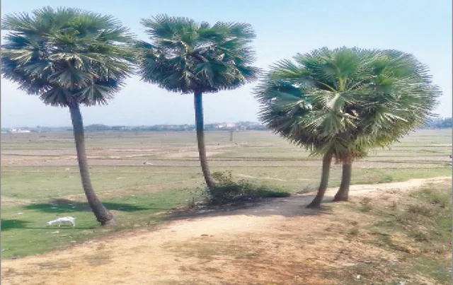 ବଜ୍ରପାତ ରୋକିବ ତାଳଗଛ: କେଉଁଠି ନିର୍ଦ୍ଦେଶ ପାଳନ, କେଉଁଠି ନାହିଁ