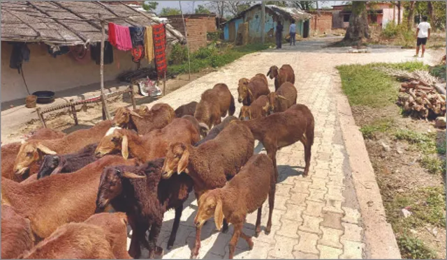 ଭିନ୍ନ ଏକ ଗାଁରେ ଭିନ୍ନ ବିଶ୍ୱାସ: ଛୁଆଙ୍କୁ ଦୋଳି ଝୁଲିବା ମନା