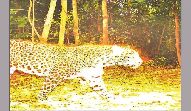 ନଗଡ଼ାରେ କଲରାପତରିଆ: ଟ୍ରାପ୍‌ କ୍ୟାମେରାରେ କଏଦ ହେଲା ଚିତ୍ର