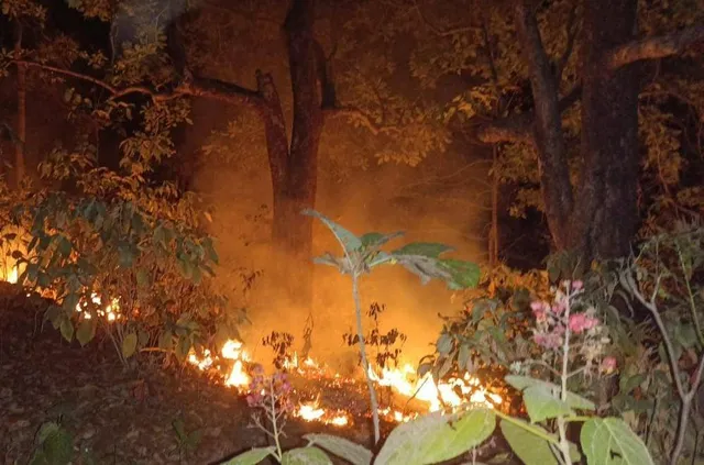 ବନାଗ୍ନି: ଜୟପୁର ବନଖଣ୍ଡର ୨୩ଟି ସ୍ଥାନରେ ଲାଗିଛି ନିଆଁ