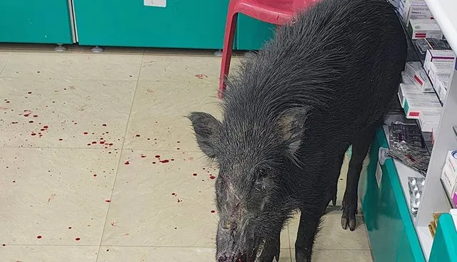 ଔଷଧ ଦୋକାନରେ ପଶିଗଲା ଜଙ୍ଗଲୀ ବାର୍‌ହା, ଉଦ୍ଧାର କଲା ବନ ବିଭାଗ