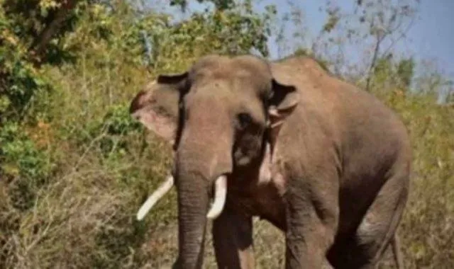 ଯାତ୍ରା ଦେଖି ଫେରୁଥିବା ବୃଦ୍ଧଙ୍କୁ ଦଳି ଦେଲା ଦନ୍ତା