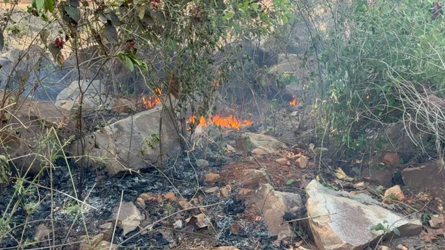 ପୋଡୁଚାଷ ପାଇଁ ଜଳୁଛି ନଗଡ଼ା ଜଙ୍ଗଲ