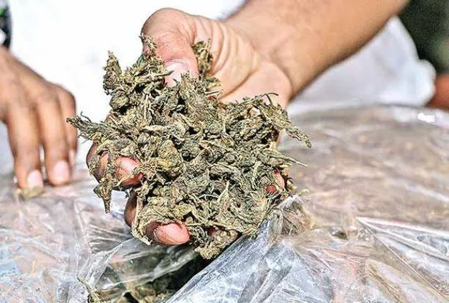 ୧ କୋଟିରୁ ଅଧିକ ମୂଲ୍ୟର ଗ‌ଞ୍ଜେଇ ଜବତ, ୨ ଗିରଫ