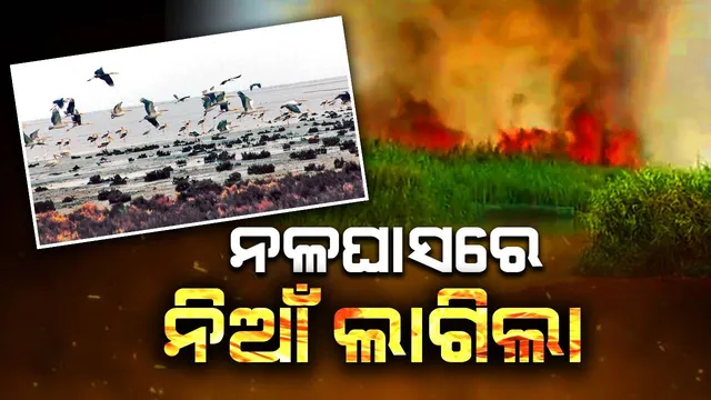 ଚିଲିକା ନଳଘାସରେ ନିଆଁ; ନିୟନ୍ତ୍ରଣ ପାଇଁ ନିୟୋଜିତ ହେଲେ ବନ ବିଭାଗର ୧୮ ଜଣିଆ ଟିମ୍‌