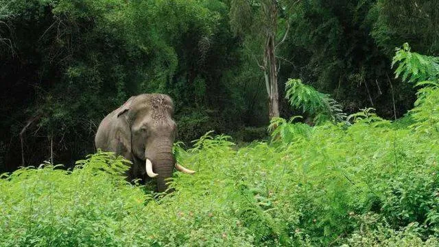 ମହୁଲ ଫୁଲ ଗୋଟାଇବା ହେଲା କାଳ: ବୃଦ୍ଧାଙ୍କୁ ଦଳି ମାରିଲା ଦନ୍ତା