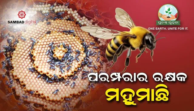 ପରମ୍ପରାର ରକ୍ଷକ ମହୁମାଛି