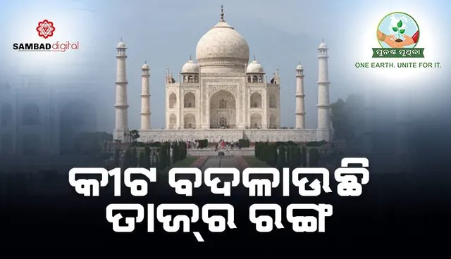 କୀଟ ବଦଳାଉଛି ତାଜ୍‌ର ରଙ୍ଗ