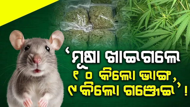‘ମୂଷା ଖାଇଗଲେ ୧୦ କିଲୋ ଭାଙ୍ଗ, ୯ କିଲୋ ଗଞ୍ଜେଇ’ କୋର୍ଟରେ କହିଲା ପୁଲିସ୍