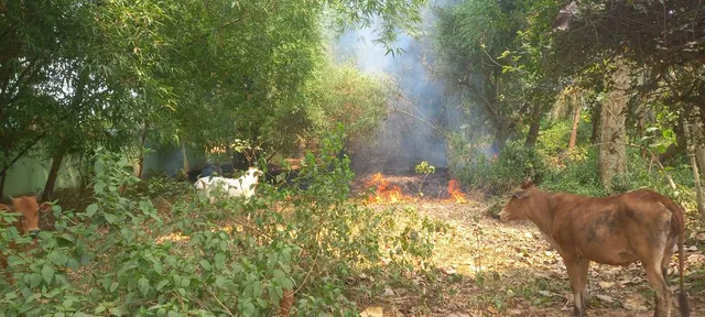 ଖରାରେ ଜଳିଗଲା ବାଉଁଶ ବୁଦା