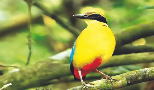 ଭିତରକନିକାରେ ୨୧୮ ନବରଙ୍ଗୀ ଚଢ଼େଇ