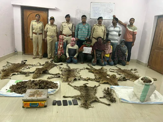 ୫ ବାଘଛାଲ ସହ ବଜ୍ରକାପ୍ତାର କାତି ଜବତ, ୭ ଅଭିଯୁକ୍ତ ଅଟକ