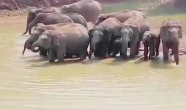 ଭାଇରାଲ୍ ହେଉଛି ହାତୀ ପାଣି ପିଇବା ଦୃଶ୍ୟ; ଖୁସି ବ୍ୟକ୍ତ କଲେ ପରିବେଶବିତ୍