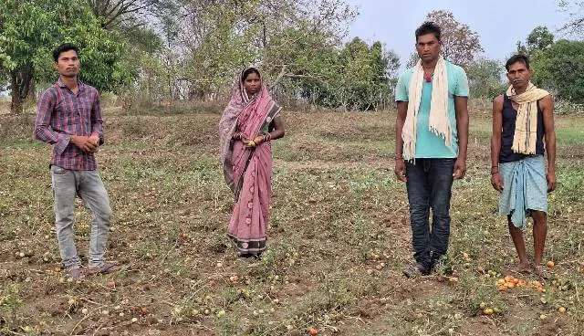 ନୂଆପଡ଼ା ଜିଲ୍ଲାରେ କାଳବୈଶାଖୀ ପ୍ରଭାବ: ପନିପରିବା, ଡାଲିଜାତୀୟ ଫସଲ ନଷ୍ଟ