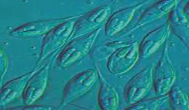 ବିଶ୍ବର କ୍ଷୁଦ୍ରତମ ପ୍ରାଣୀ