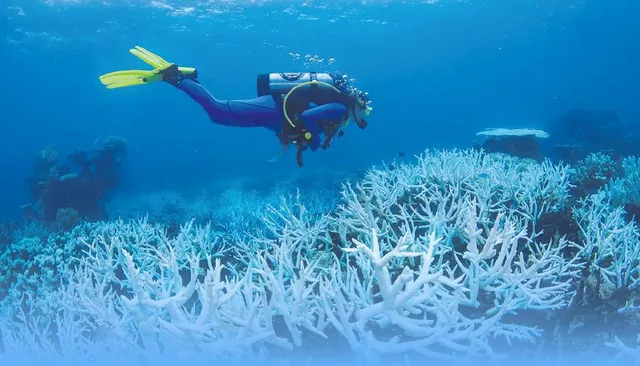 ଚିନ୍ତା ବଢ଼ାଉଛି  ଧବଳ ପ୍ରବାଳ