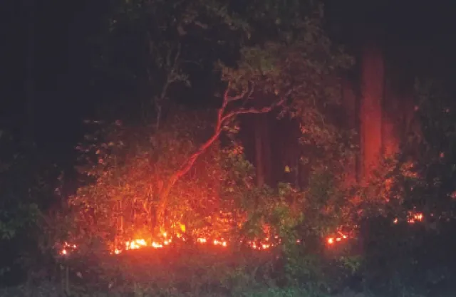 ନିଆଁ ଆଁରେ କଳିଙ୍ଗାଘାଟି ଜଙ୍ଗଲ: ୭ କିମି ପର୍ଯ୍ୟନ୍ତ ଜଳୁଛି