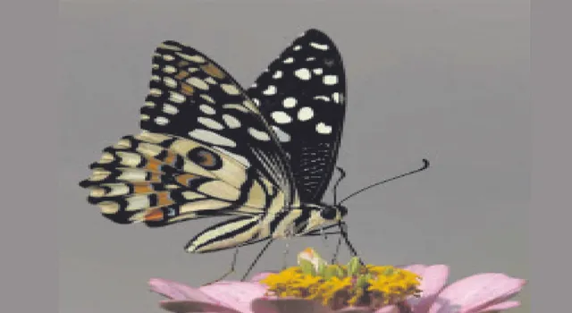 ଚଳନ୍ତିକା: ଅନାମିକା ପ୍ରଜାପତି