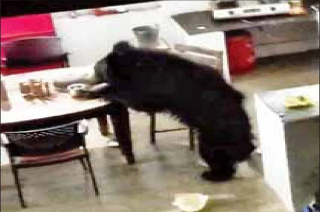 ଖଡ଼ିଆଳ ରାଜପ୍ରାସାଦରେ ଭାଲୁ