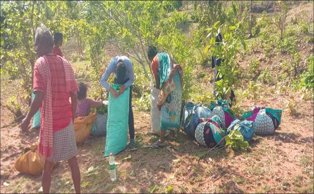 ଓଡ଼ିଶା କେନ୍ଦୁପତ୍ର ଉପରେ ଛତିଶଗଡ଼ର ଆଖି: ଜୀବିକା ହରାଇବେ ଓଡ଼ିଆ ଶ୍ରମିକ