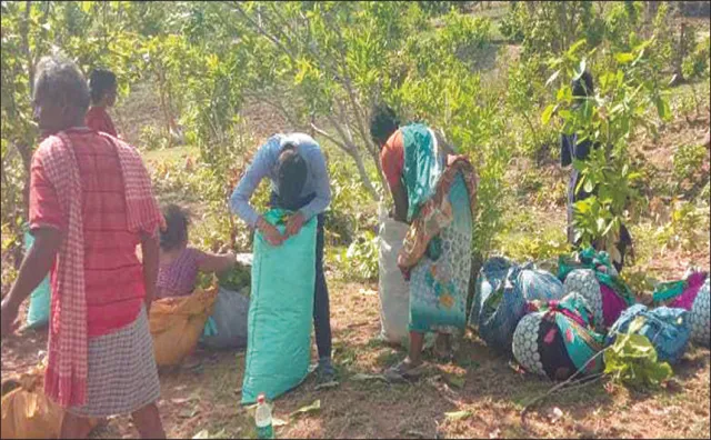 ଓଡ଼ିଶା କେନ୍ଦୁପତ୍ର ଉପରେ ଛତିଶଗଡ଼ର ଆଖି: ଜୀବିକା ହରାଇବେ ଓଡ଼ିଆ ଶ୍ରମିକ