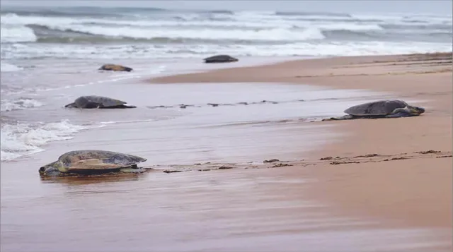 ଗହୀରମଥାରେ ଅଲିଭରିଡଲେଙ୍କ ଗଣଅଣ୍ତାଦାନ ଆରମ୍ଭ