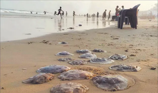 ଗୋପାଳପୁର ବେଳାଭୂମିରେ ଶହଶହ ମଲା ଜେଲିଫିସ୍‌