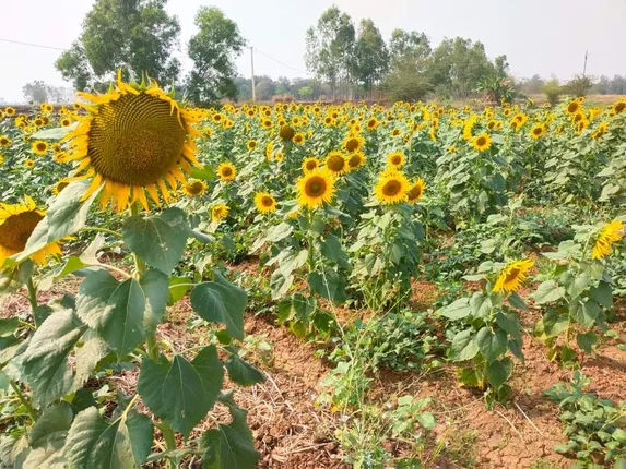 ୫୫୩୦ ହେକ୍ଟରରେ ହେବ ତୈଳବୀଜ ଚାଷ :ସର୍ବାଧିକ ୧୫୦୦ ହେକ୍ଟରରେ ସୂର୍ଯ୍ୟମୁଖୀ