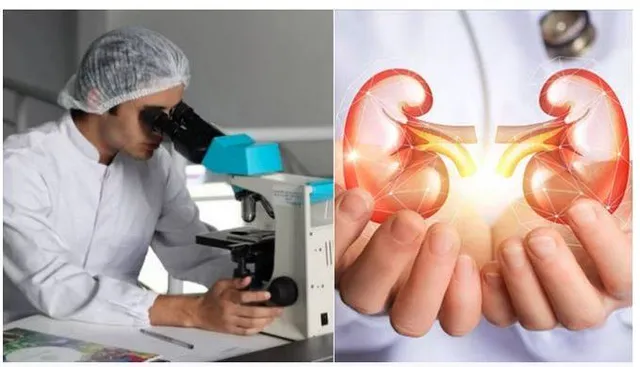 ଗରମ ଅଞ୍ଚଳରେ ରହୁଥିବା ଲୋକଙ୍କର ବୃକକ୍ ଦୁର୍ବଳ : ଅଧ୍ୟୟନ