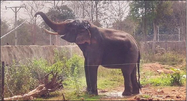 ଶୁଖିଲା ଜଙ୍ଗଲୀ ଖାଲ ଓ ପୋଖରୀ: ଅସ୍ତବ୍ୟସ୍ତ ଜୀବଜନ୍ତୁ