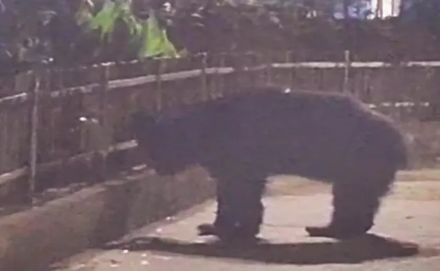 କୋରାପୁଟ ସହରରେ ବୁଲିଲା ଭାଲୁ